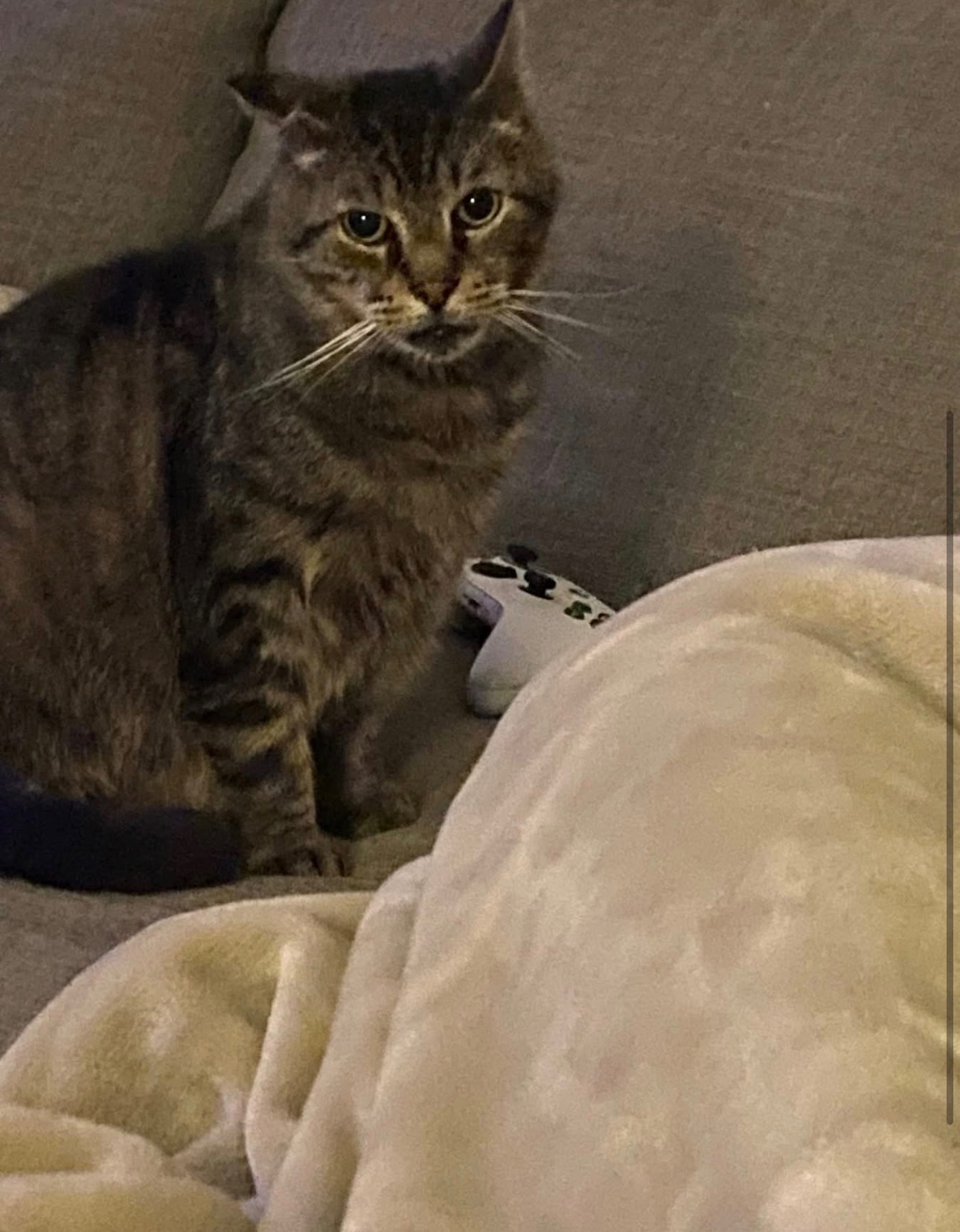 lost cat named Chloe